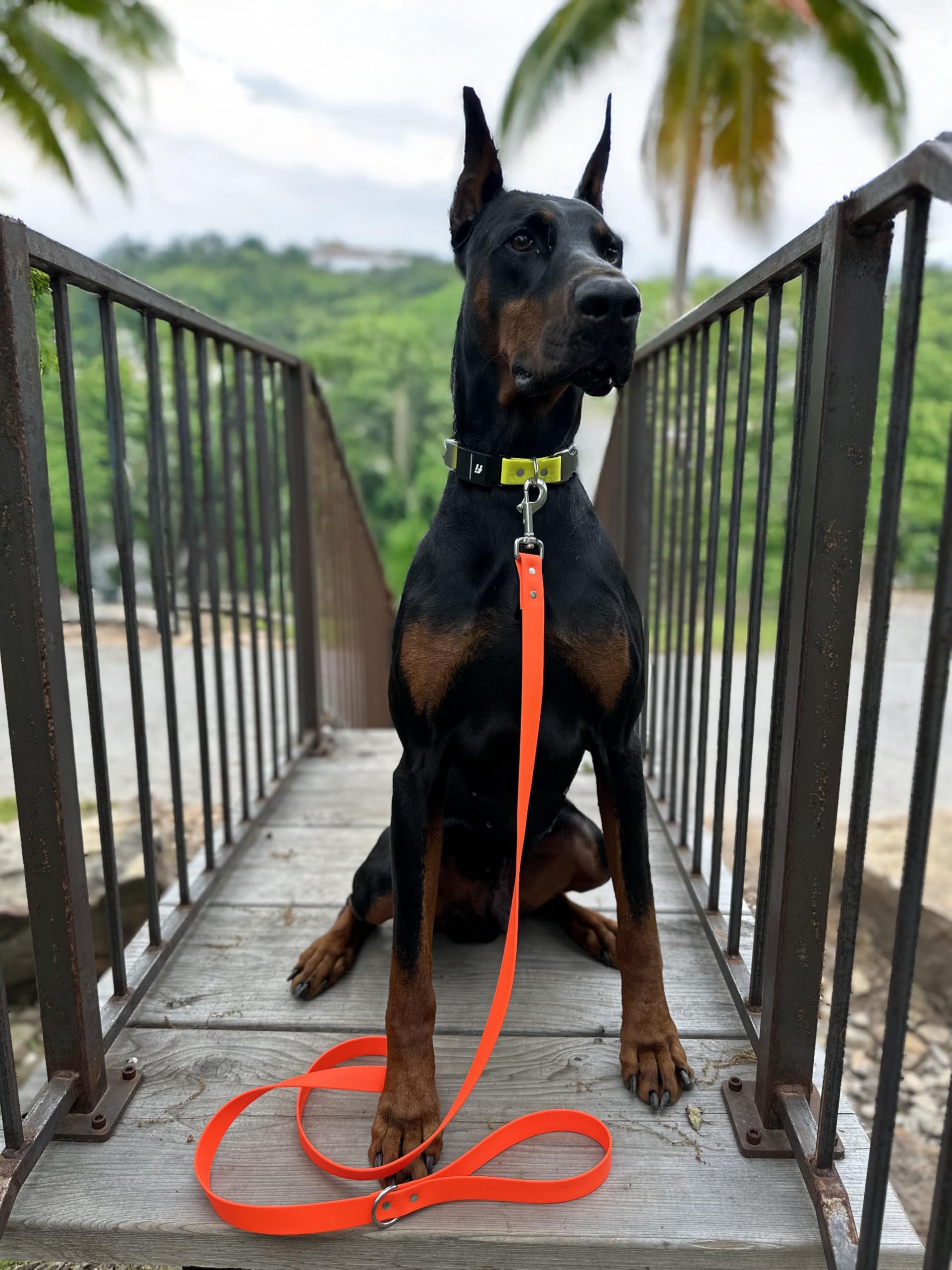 Odyssey Leash Co. Leash 6ft, 1in Wide BioThane®, Waterproof, 1,000lb Strength, Stainless Steel Hardware, Hand Assembled in The US (8 Colors)