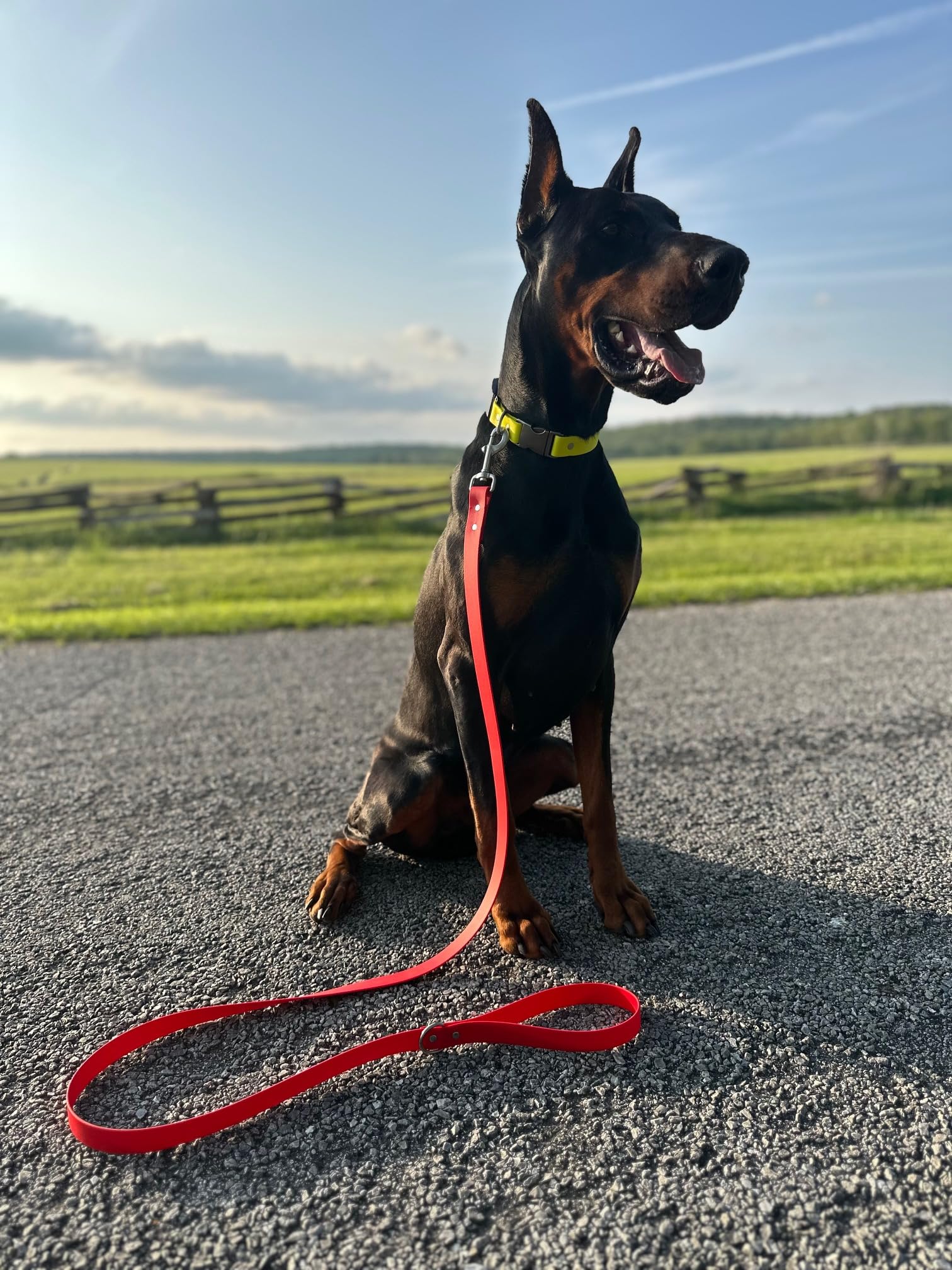 Odyssey Leash Co. Leash 6ft, 1in Wide BioThane®, Waterproof, 1,000lb Strength, Stainless Steel Hardware, Hand Assembled in The US (8 Colors)