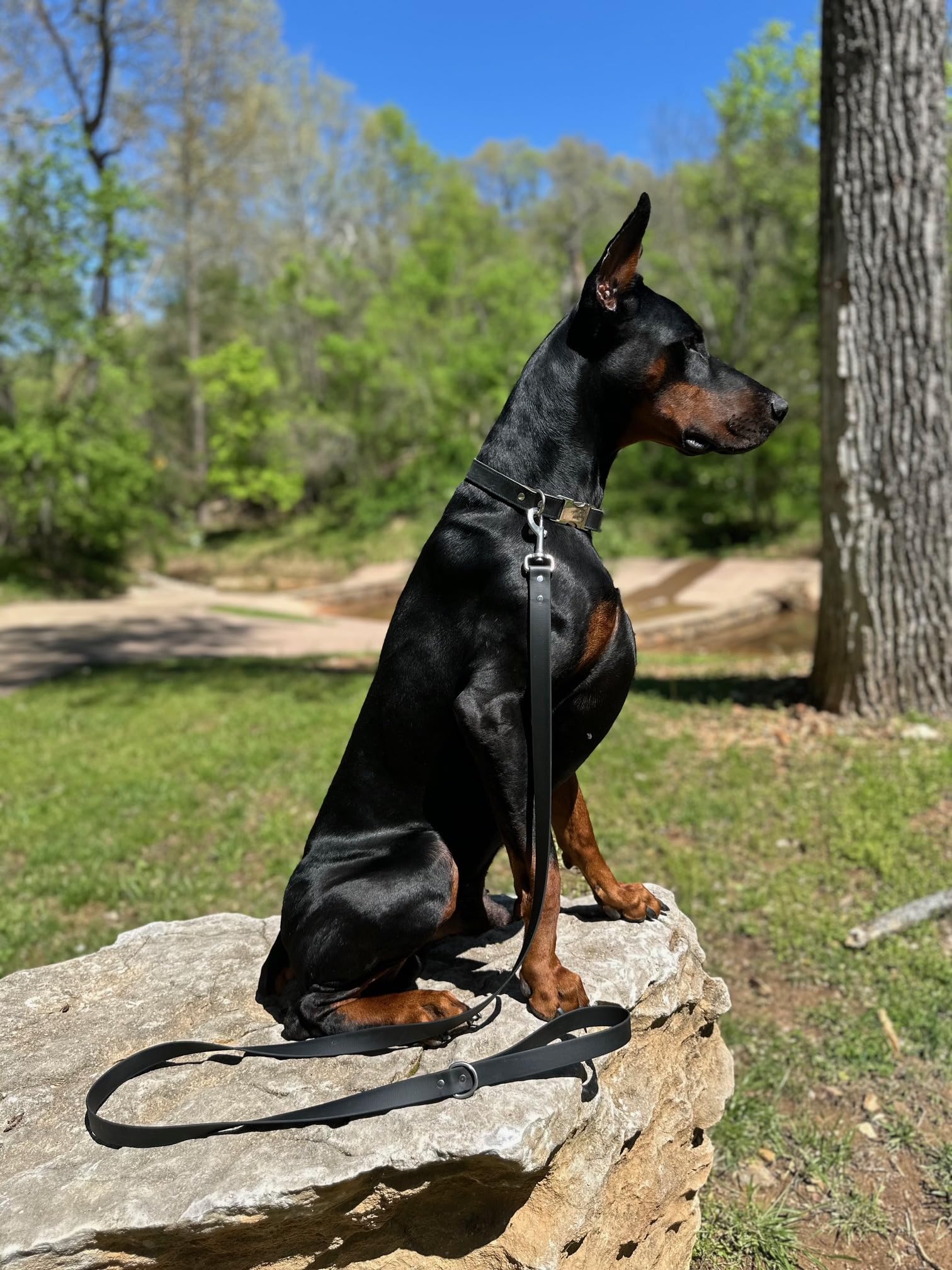 Odyssey Leash Co. Leash 6ft, 1in Wide BioThane®, Waterproof, 1,000lb Strength, Stainless Steel Hardware, Hand Assembled in The US (8 Colors)