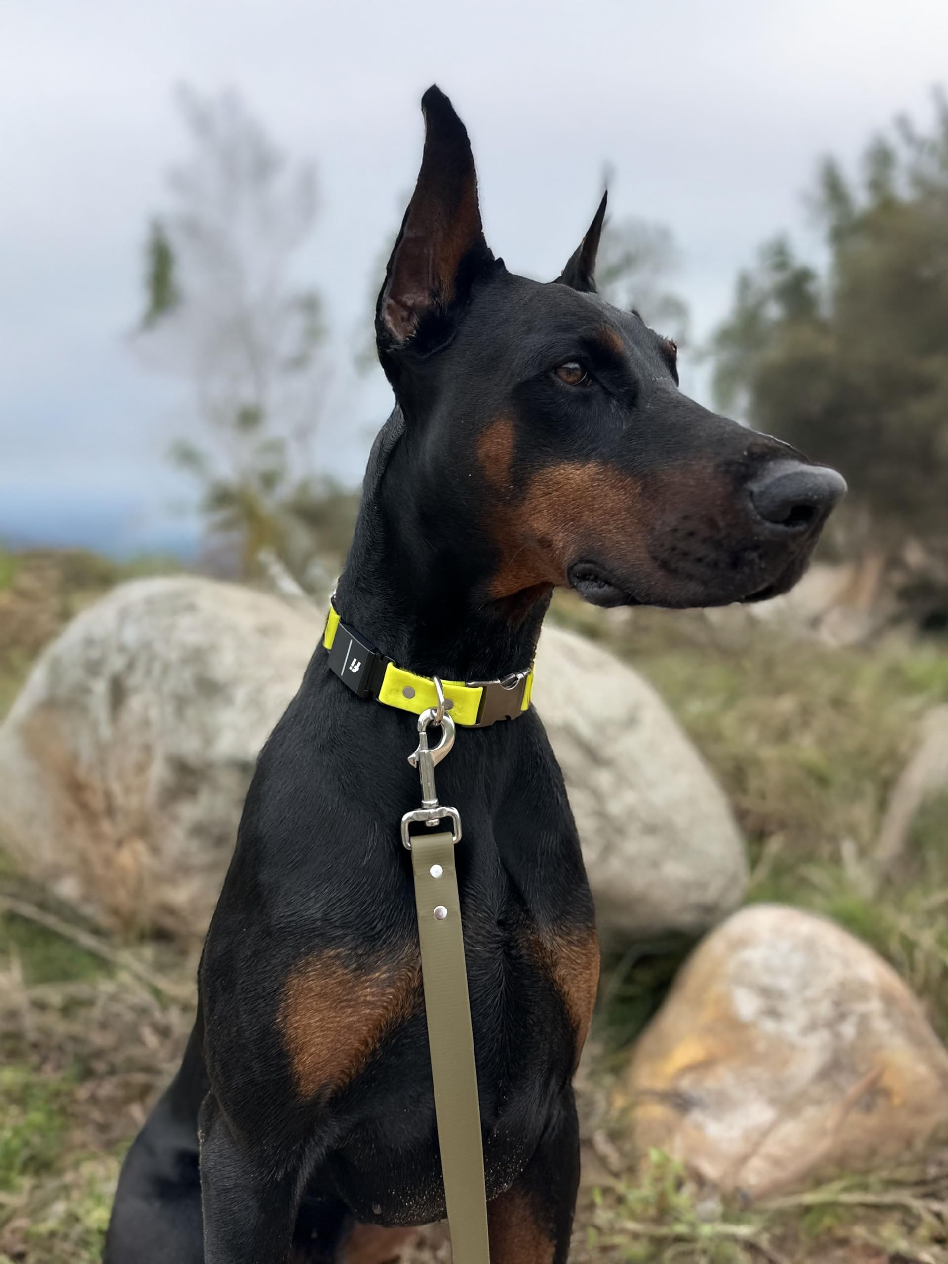 Odyssey Leash Co. Leash 6ft, 1in Wide BioThane®, Waterproof, 1,000lb Strength, Stainless Steel Hardware, Hand Assembled in The US (8 Colors)