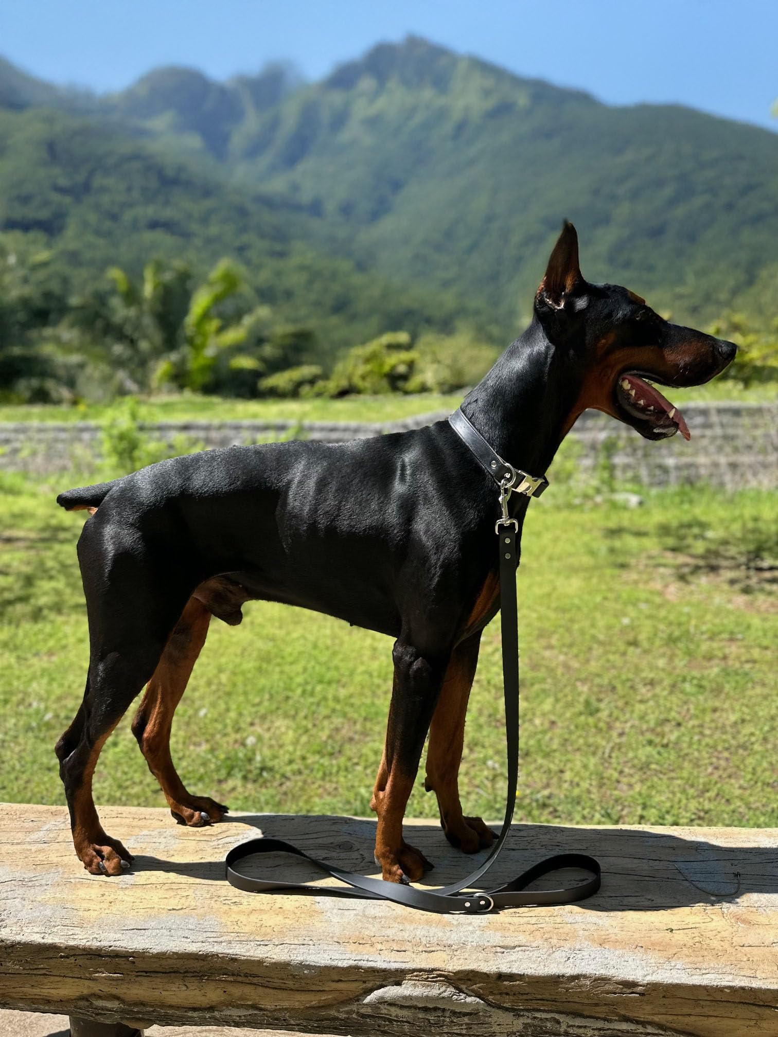 Odyssey Leash Co. Leash 6ft, 1in Wide BioThane®, Waterproof, 1,000lb Strength, Stainless Steel Hardware, Hand Assembled in The US (8 Colors)