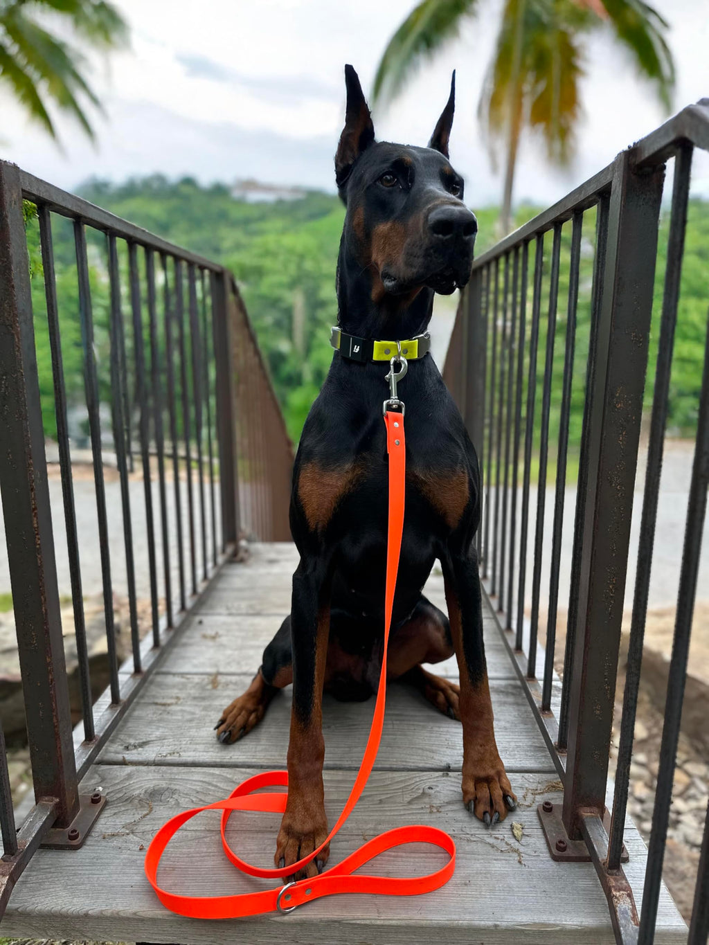 Odyssey Leash Co. Leash 6ft, 1in Wide BioThane®, Waterproof, 1,000lb Strength, Stainless Steel Hardware, Hand Assembled in The US (8 Colors)