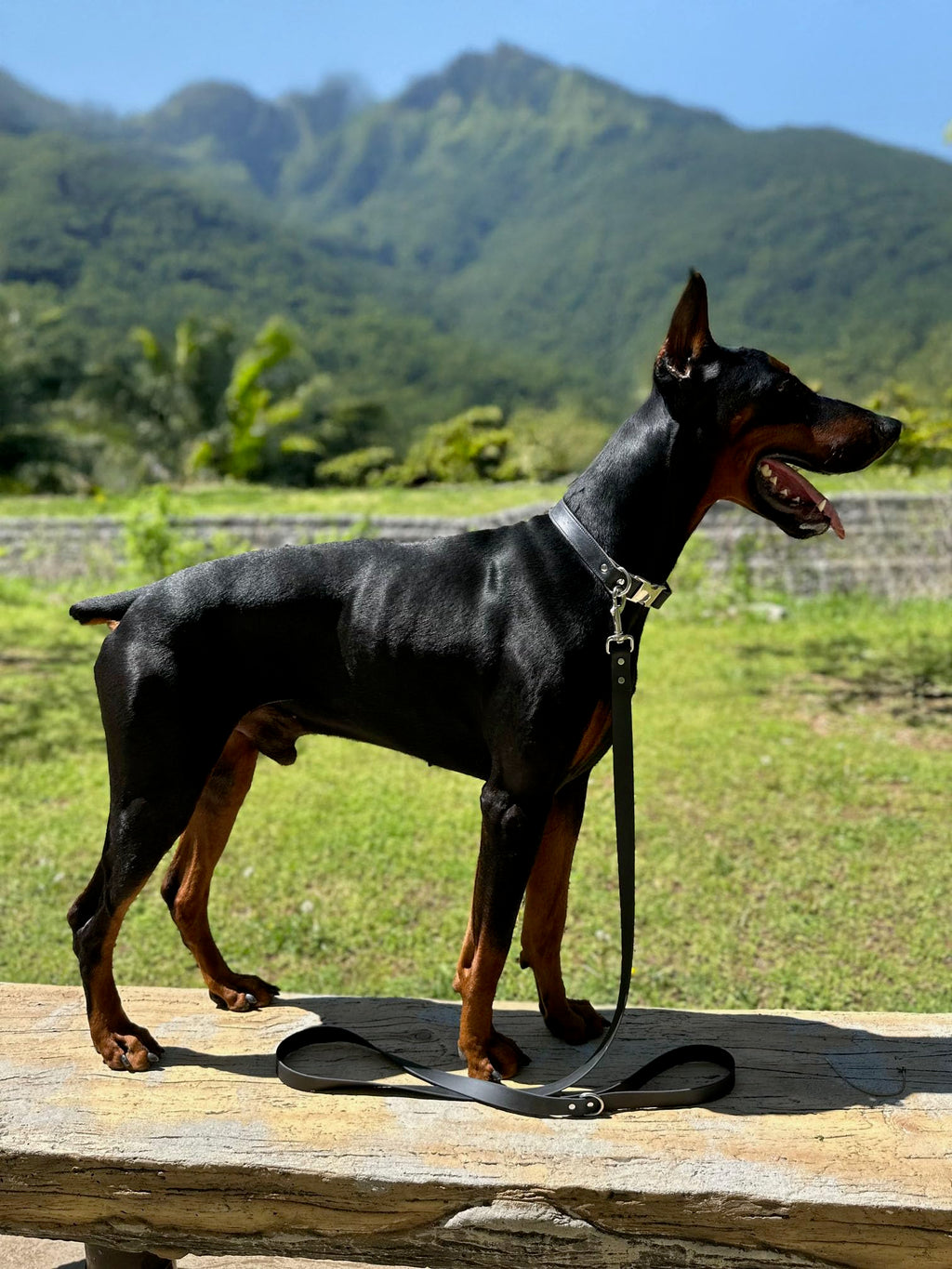 Odyssey Leash Co. Leash 6ft, 1in Wide BioThane®, Waterproof, 1,000lb Strength, Stainless Steel Hardware, Hand Assembled in The US (8 Colors)